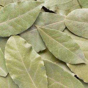 برگ بو اعلا