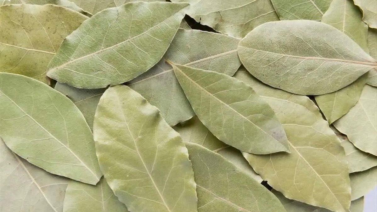 برگ بو اعلا