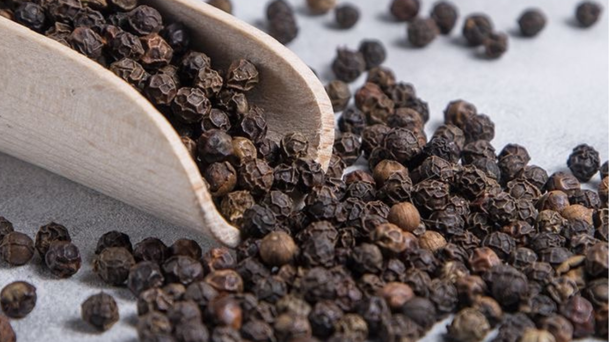 دان فلفل سیاه